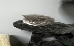 Mixed Breed cats for sale: Cute British Mix Kittens Looking for New Homes - Image 10