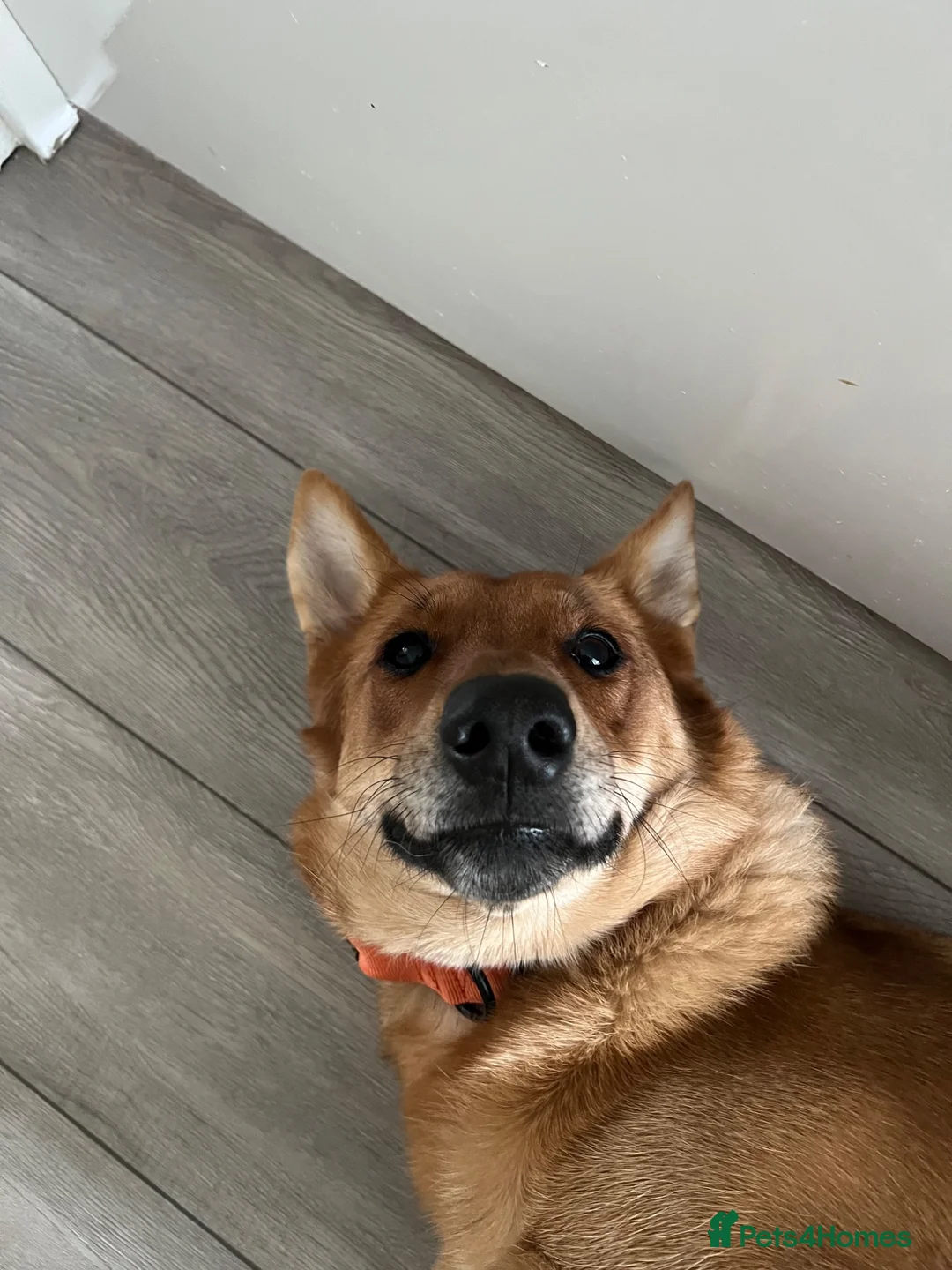 German Shepherd dogs for sale: German shepherd - Advert 2