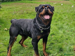 Rottweiler dogs - Advert 11