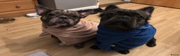French Bulldog dogs for sale: 2 french bulldog  - Advert 2