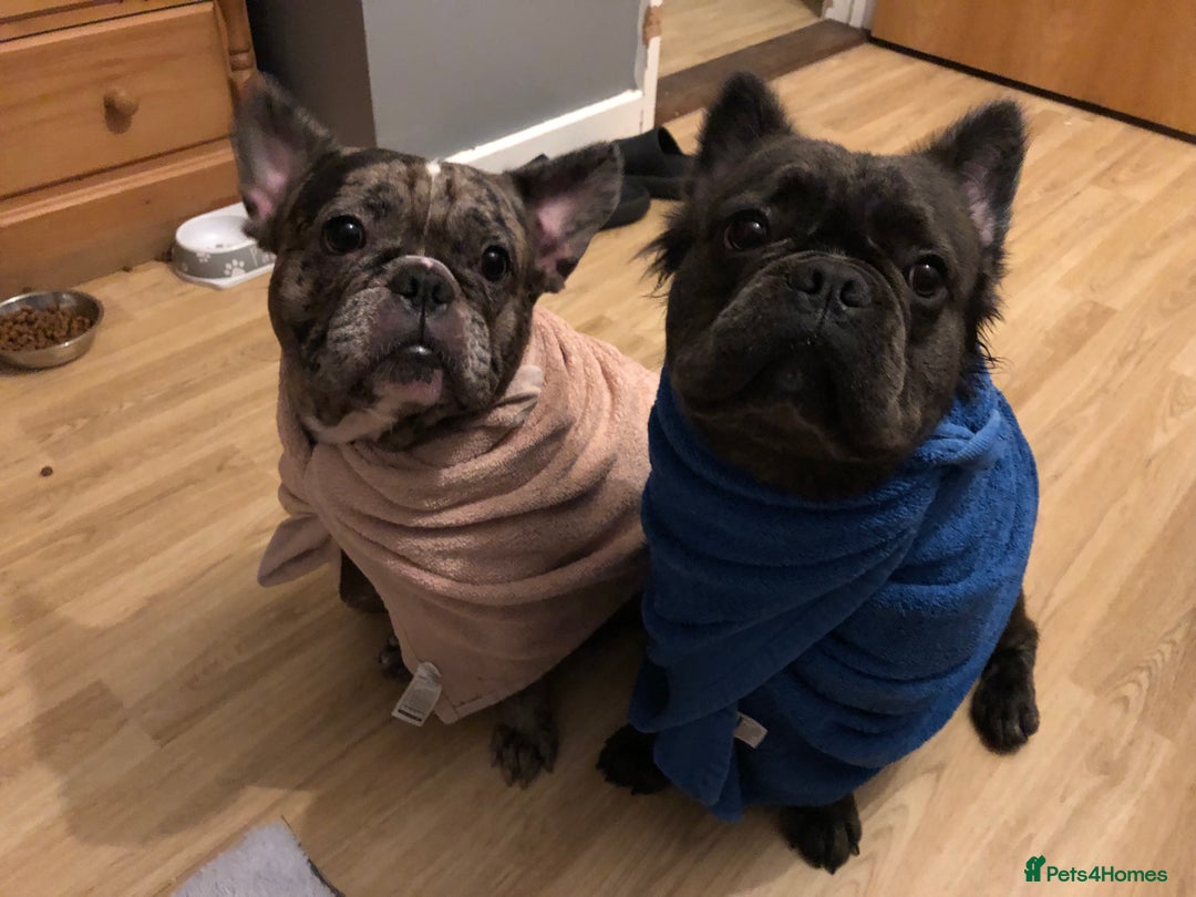 French Bulldog dogs for sale: 2 french bulldog  - Advert 2