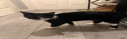 Oriental cats for sale: Tuxedu Kitten about 10 months old - Advert 3