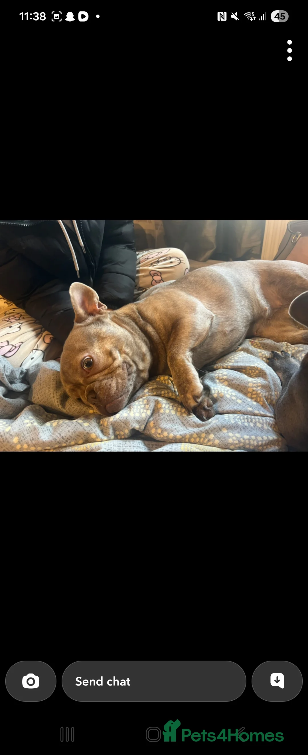 French Bulldog dogs for sale: Lilac brindle frenchie  - Advert 4