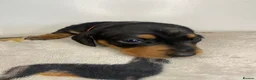 Miniature Dachshund dogs for sale: 3 beautiful girls  - Advert 13