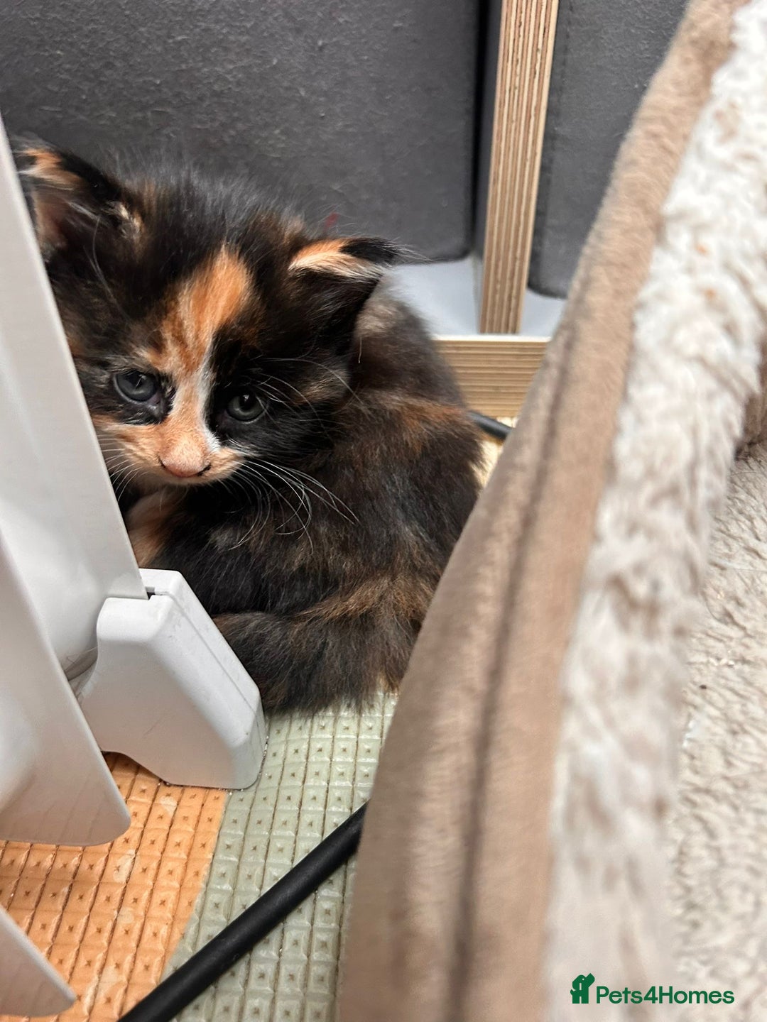 Mixed Breed cats for sale: 4 kittens for sale - Advert 3