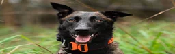 Belgian Shepherd Dog dogs for sale: FCI Female Family Protection Dog for Sale  - Advert 14