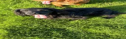 Sprocker dogs for sale: Sprocker puppies ready to go - Advert 2