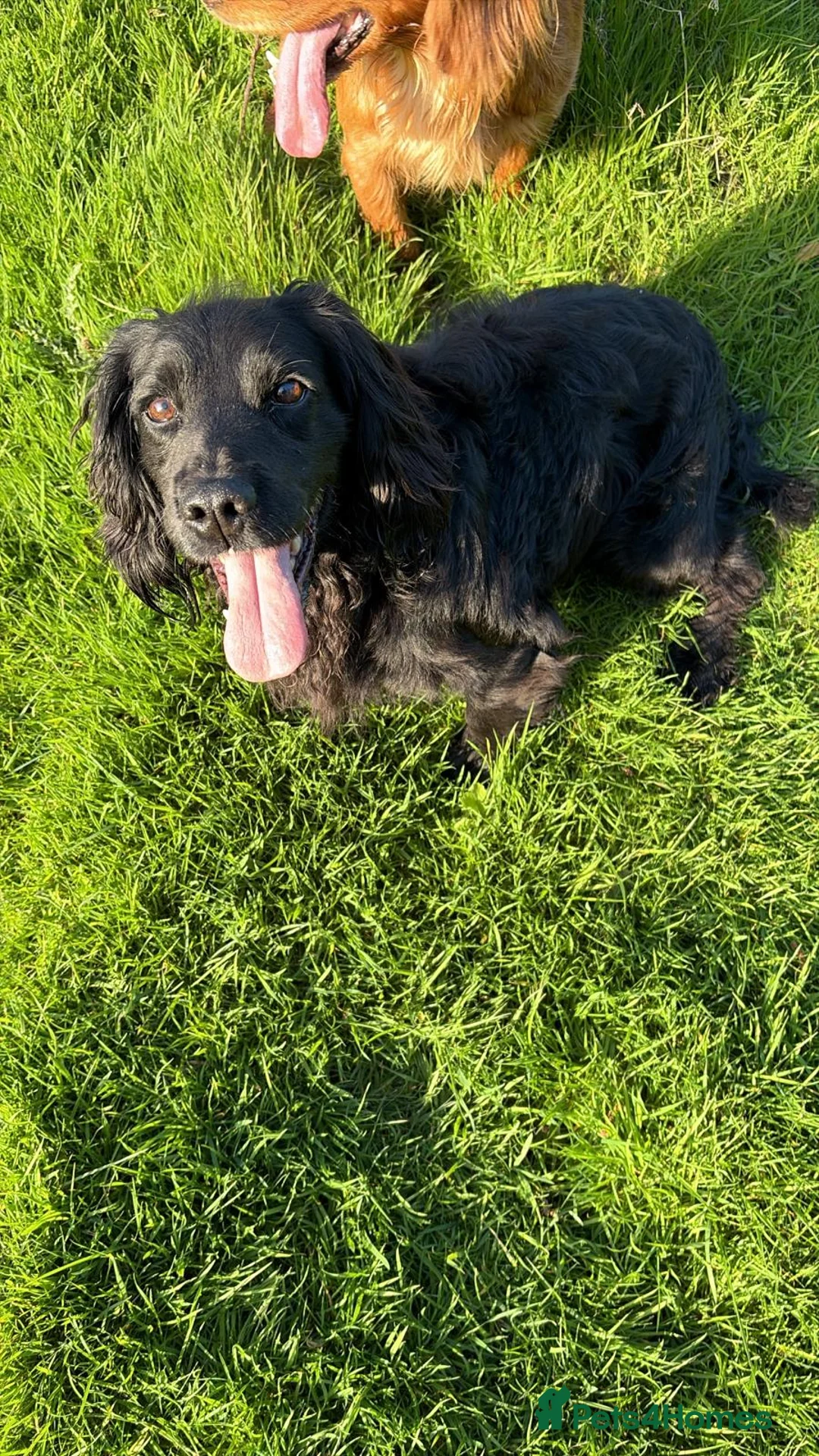 Sprocker dogs for sale: Sprocker puppies ready to go - Advert 2