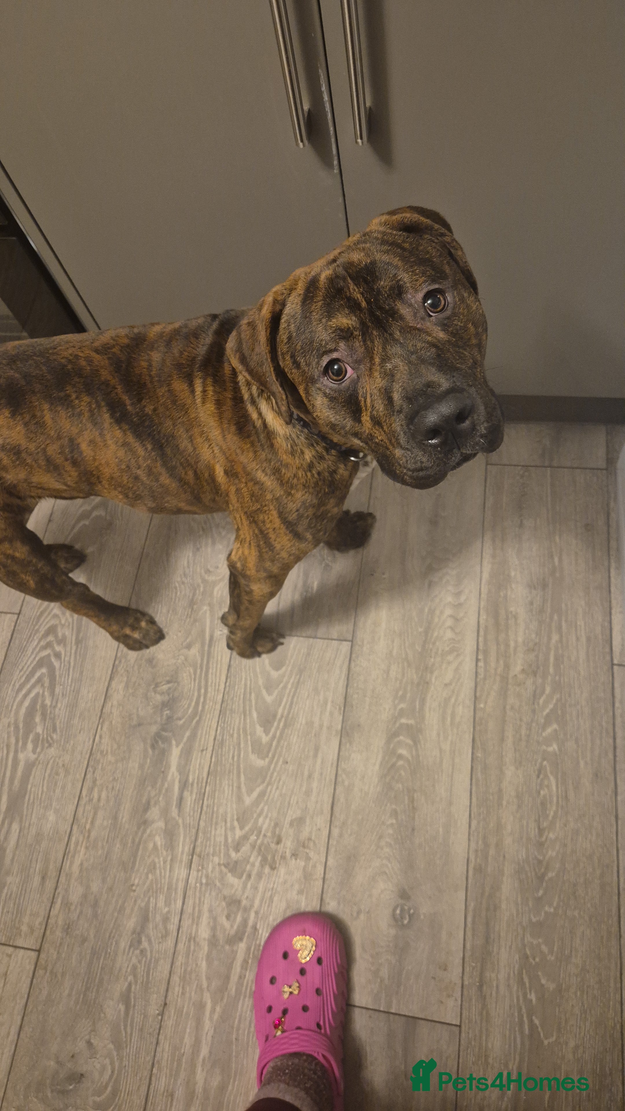 Mixed Breed dogs WOODY 1YR STAFFIE X - Advert 11