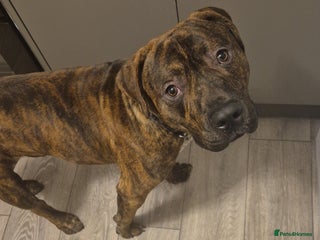 Mixed Breed dogs WOODY 1YR STAFFIE X - Advert 17