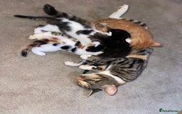 Mixed Breed cats for sale: Kitten’s for sale - Image 1