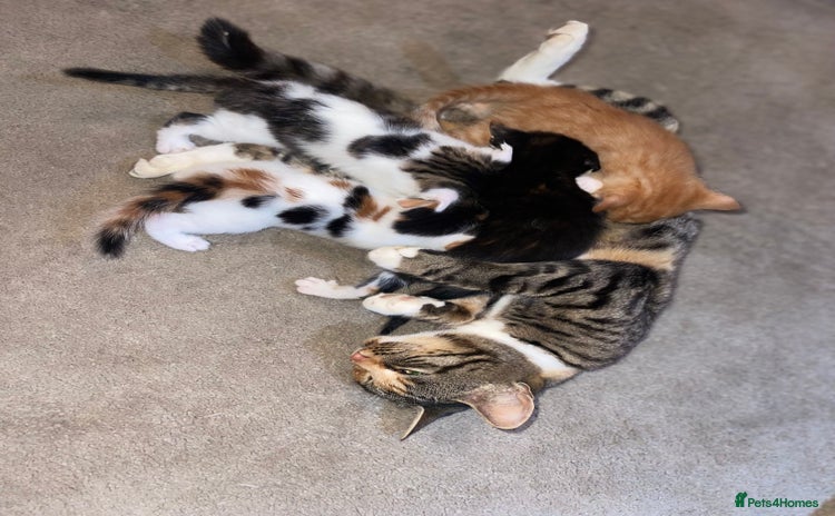Mixed Breed cats - Advert 10