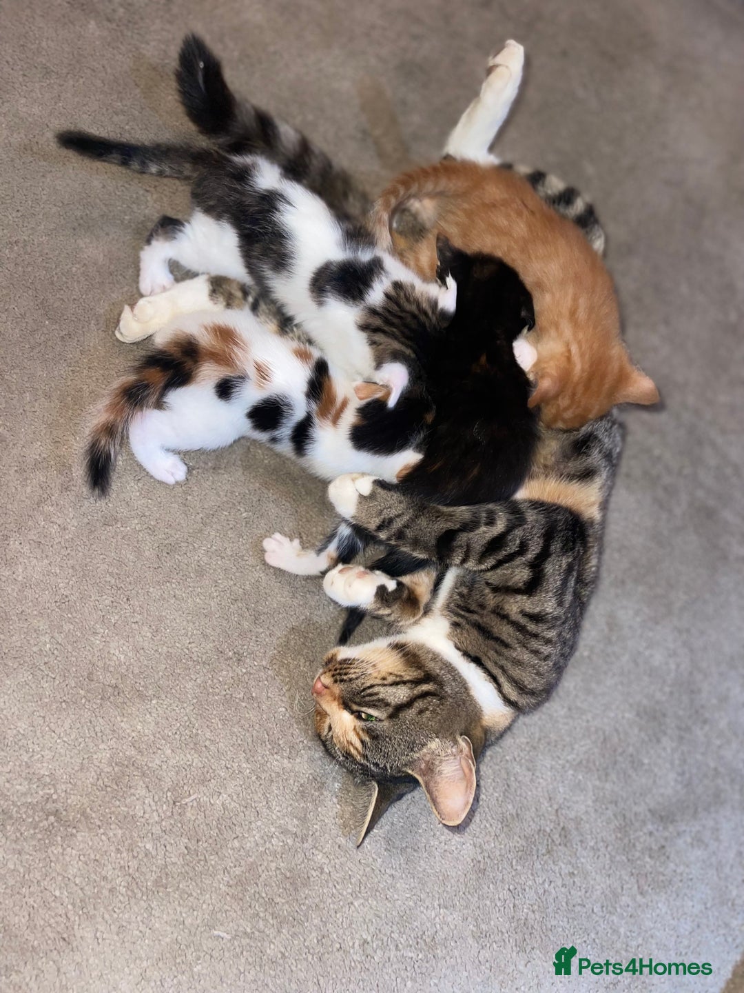 Mixed Breed cats for sale: Kitten’s for sale - Image 1