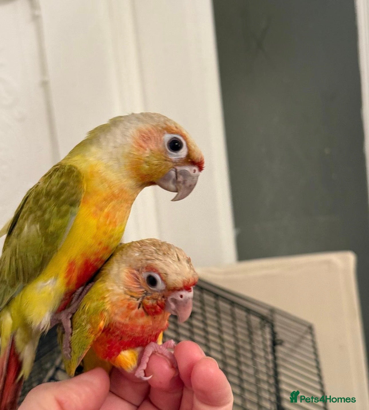 Conures birds Hand reared baby conures - Advert 16