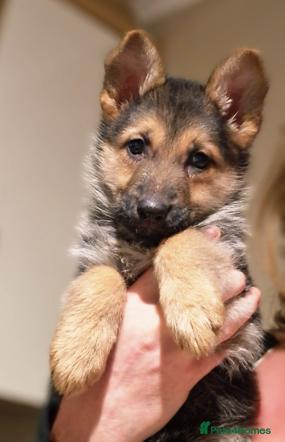 German Shepherd dogs Top quality kc reg pup - Advert 1