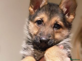 German Shepherd dogs Top quality kc reg pup - Advert 1