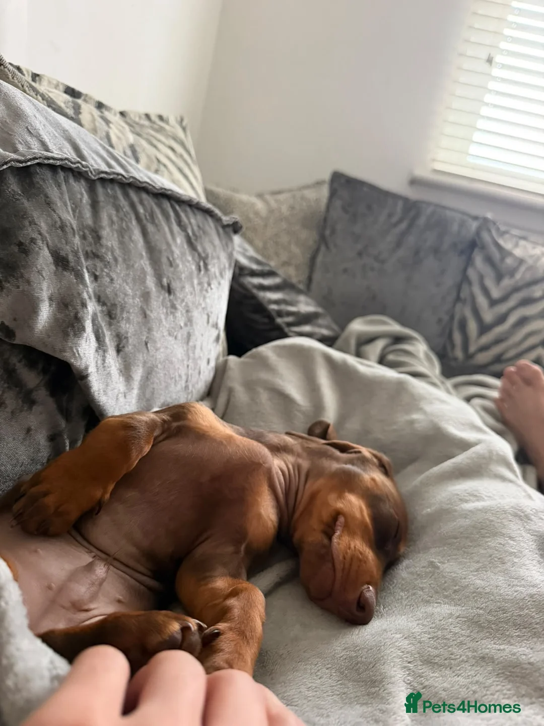 Miniature Dachshund dogs for sale: Miniature dachshund  in Glasgow - Advert 2