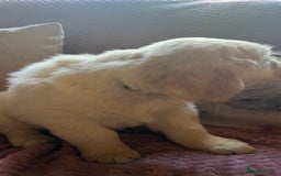 Golden Retriever dogs for sale: Golden Retriever huge big boned male puppy - Advert 9