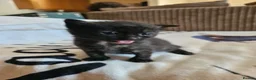 Domestic Shorthair cats for adoption: Tortoishell rescue kitten needs home of her own - Advert 7