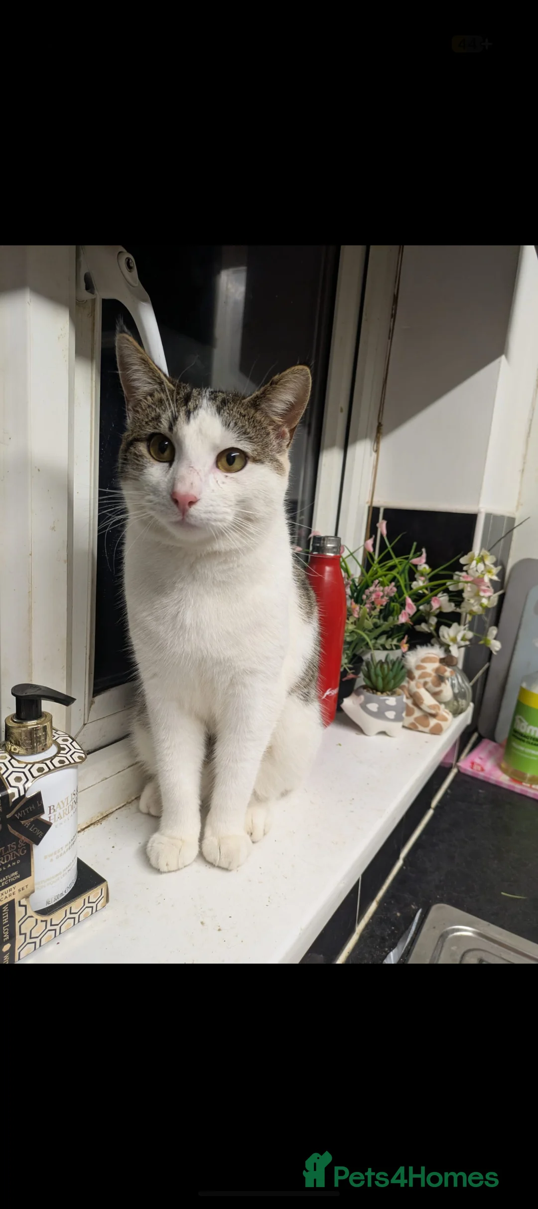 Mixed Breed cats for sale: Meet Simon – Looking for His Forever Home - Advert 1