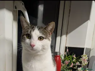Mixed Breed cats Meet Simon – Looking for His Forever Home - Advert 1