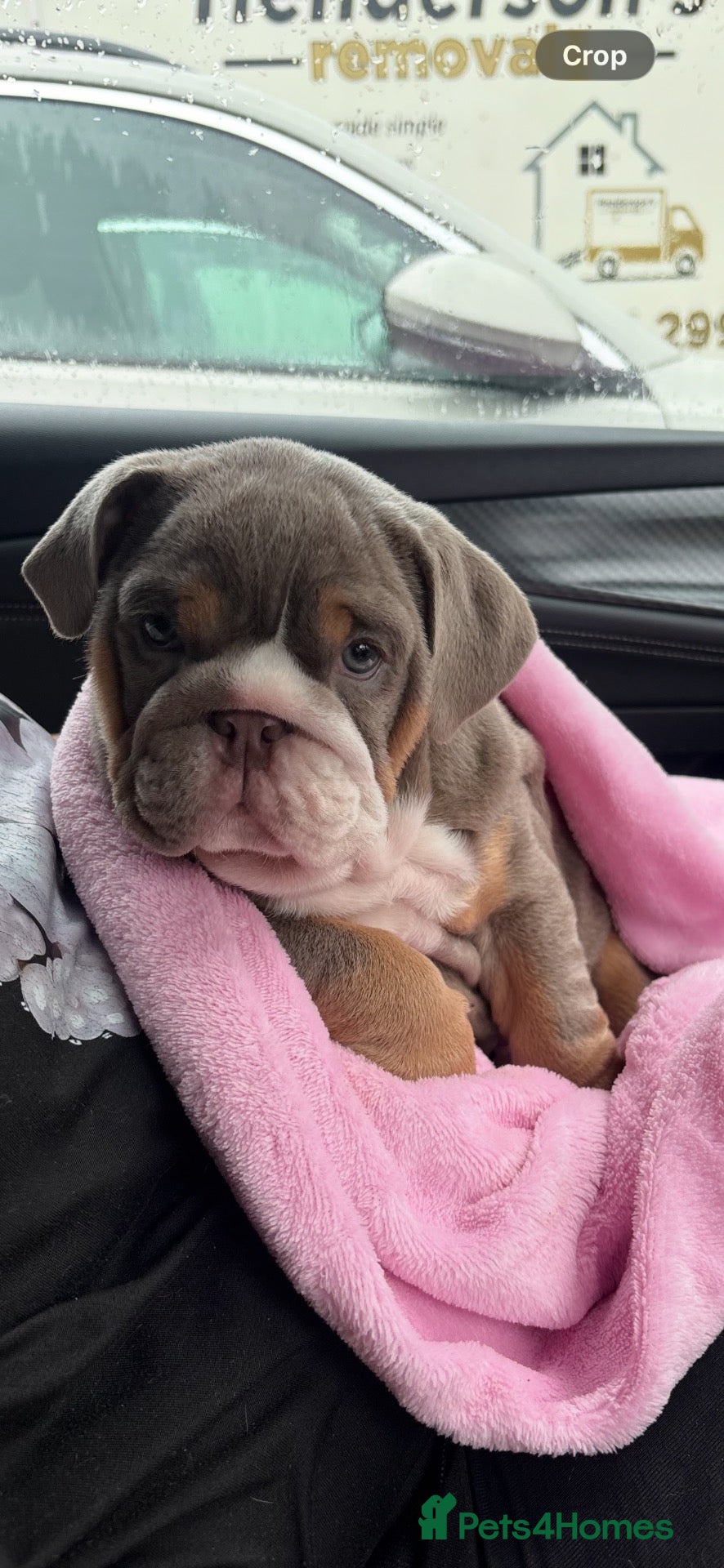 English Bulldog dogs Full pedigree british bulldog  - Advert 3