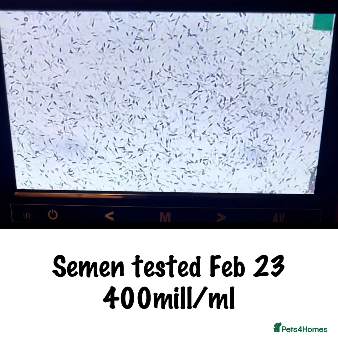 Labrador Retriever dogs for stud: HEALTH TESTED KC CHOCOLATE SHOW LABRADOR FOR STUD in Chesterfield - Advert 9