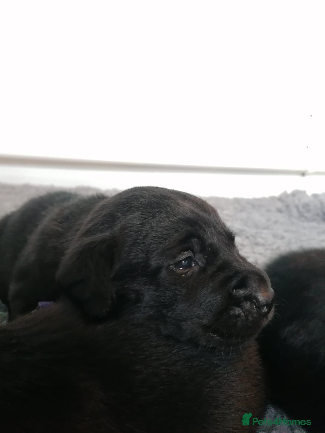 Labrador Retriever dogs for sale: KC registered, FtCH bloodline labradors  - Advert 2