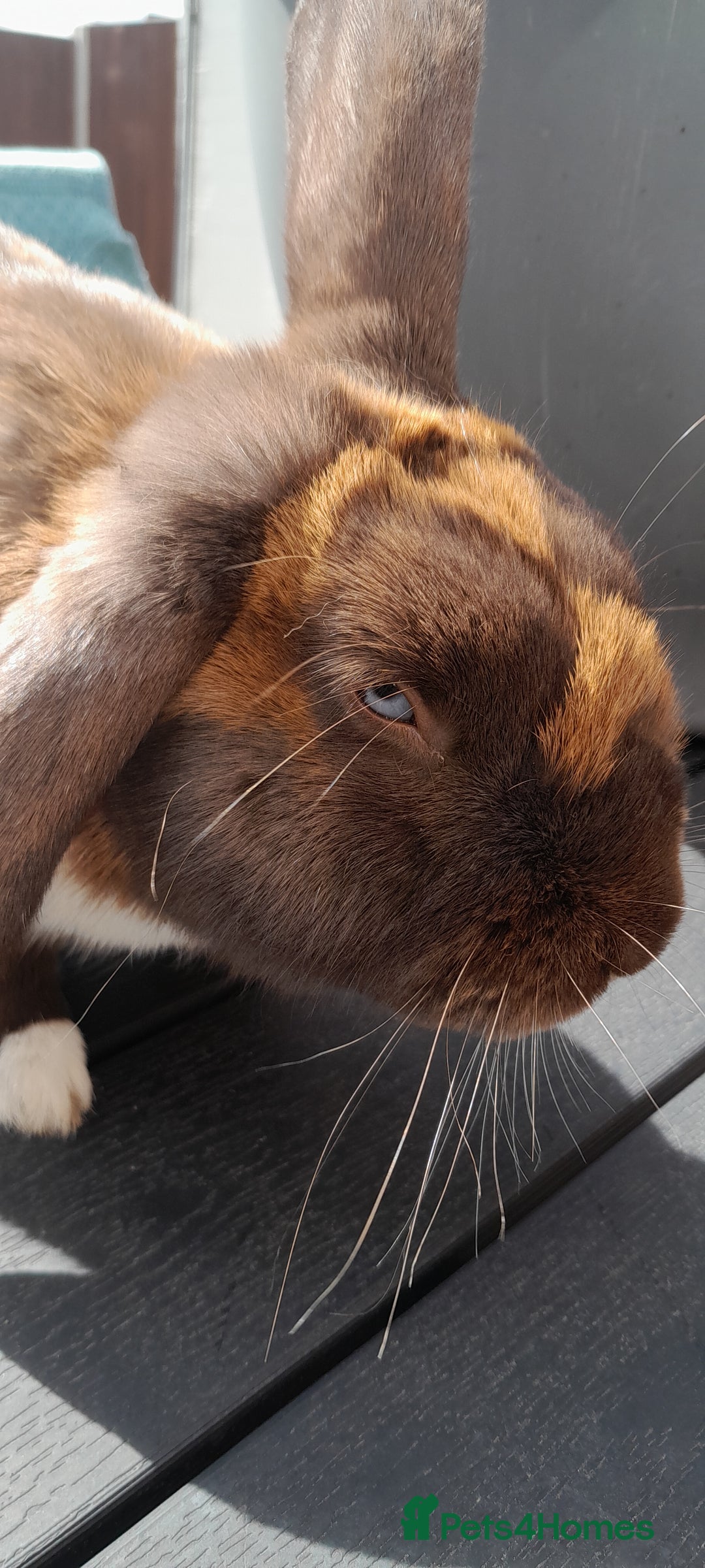 Mixed Breed rabbits for sale: Milo  - Image 3