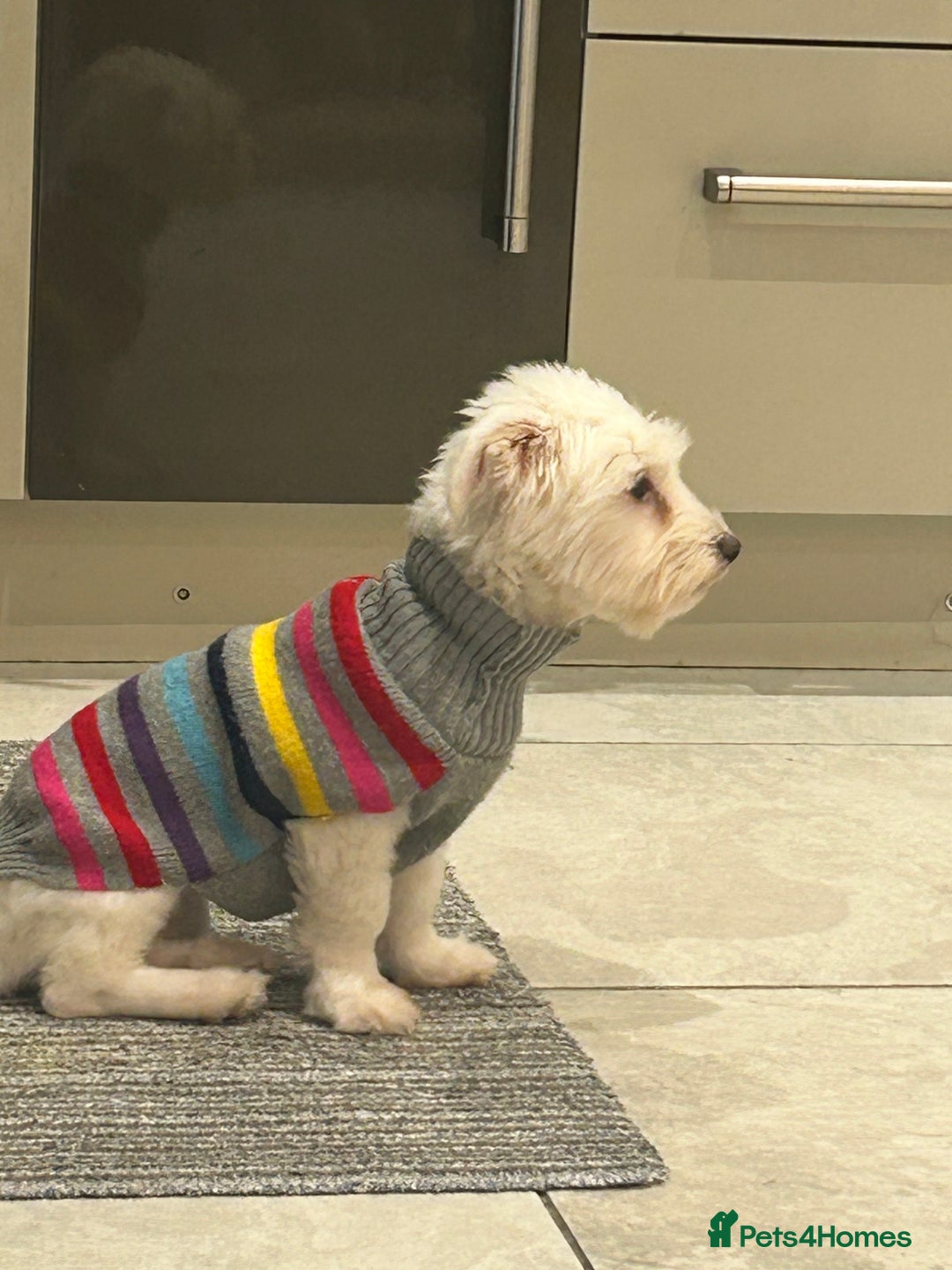 Maltese dogs for sale: Maltese for free - Advert 4