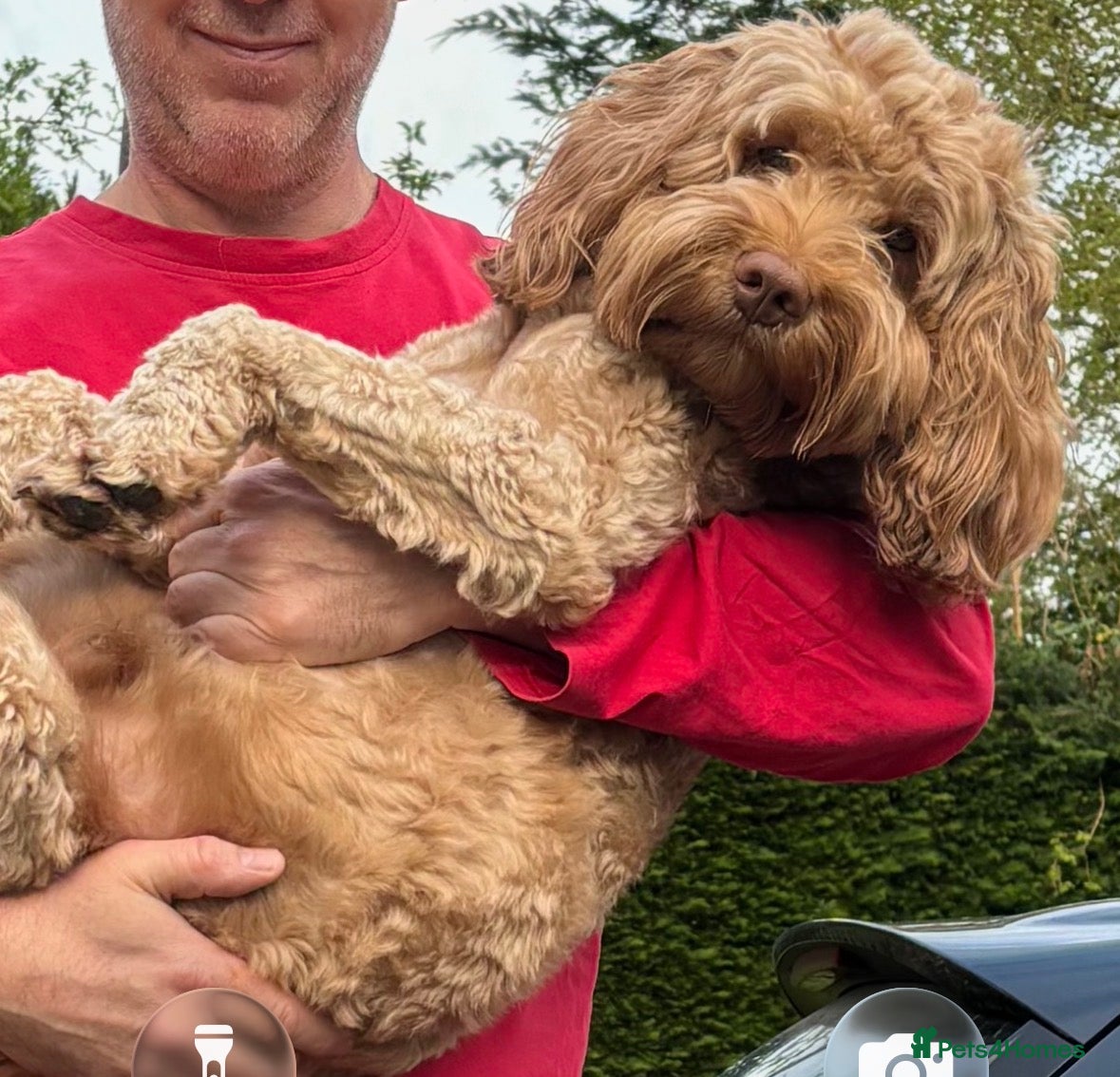 Labradoodle dogs Proven Australian Labradoodle Stud  - Advert 1