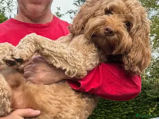 Labradoodle dogs Proven Australian Labradoodle Stud - Advert 1