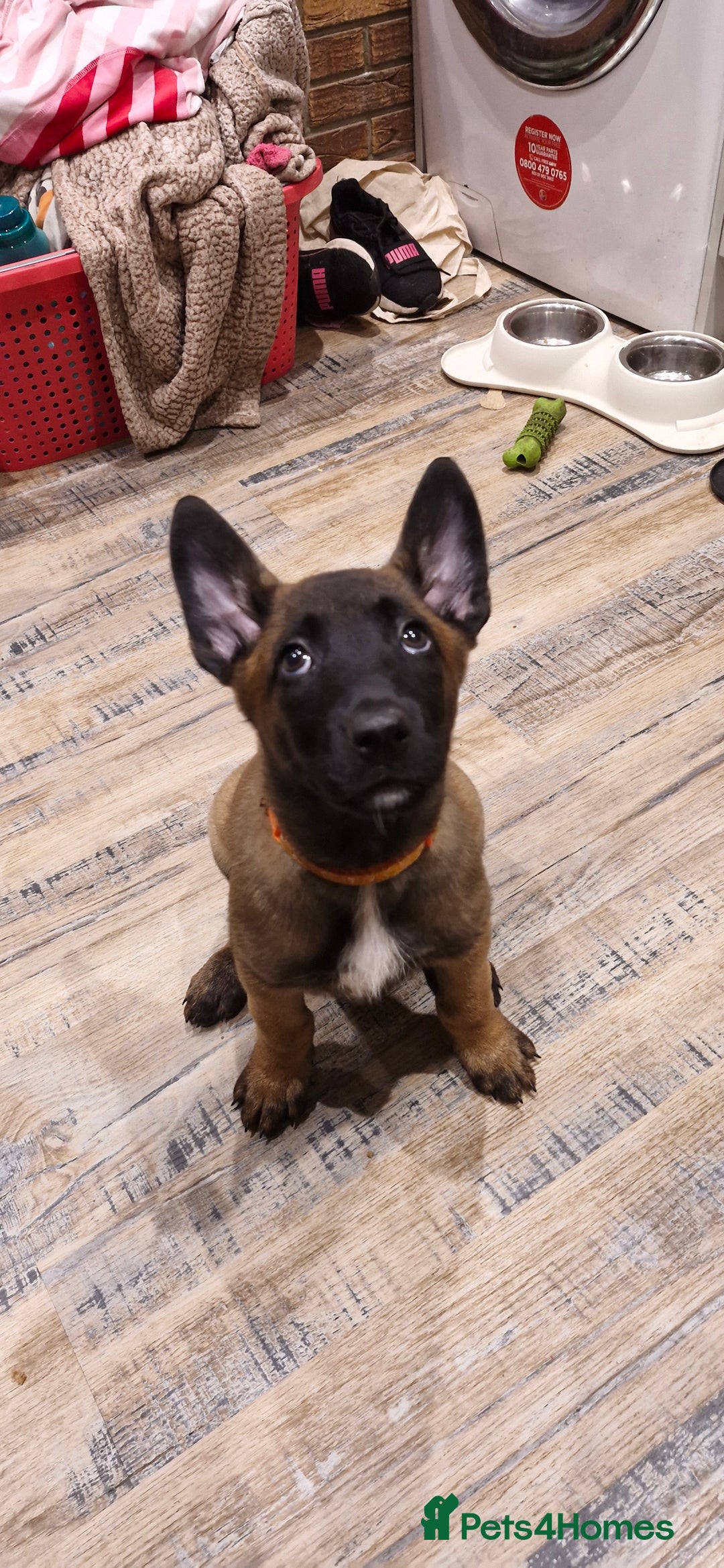 Belgian Shepherd Dog dogs for sale: Stunning Belgian Malinois Puppies - Advert 22