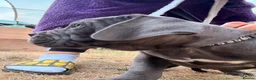 Cane Corso dogs for sale: Cane corso puppies - Advert 12