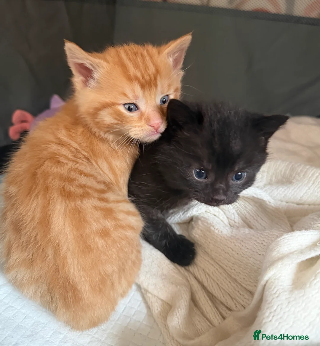 Mixed Breed cats for sale: 2 Male Kittens for sale.  in Milton Keynes - Advert 1