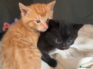 Mixed Breed cats 2 Male Kittens for sale. - Advert 2