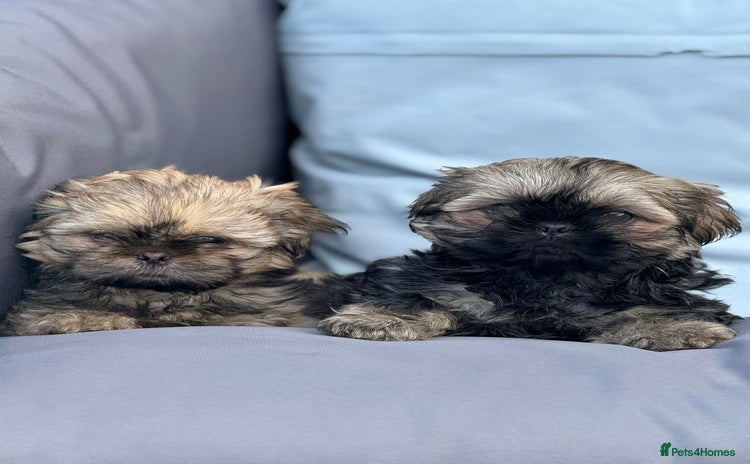 Shih Tzu dogs - Advert 3