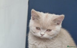 British Shorthair cats for sale: britsh short hair kittens  in Orpington - Image 13