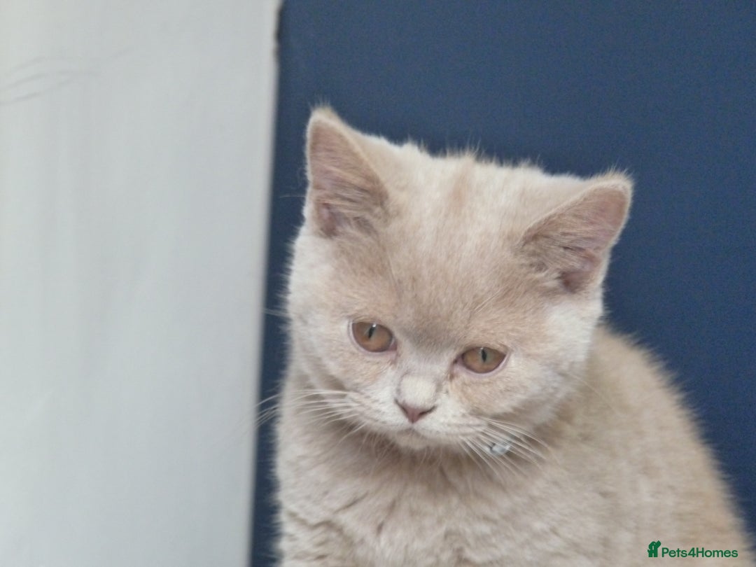 British Shorthair cats for sale: britsh short hair kittens  in Orpington - Image 13