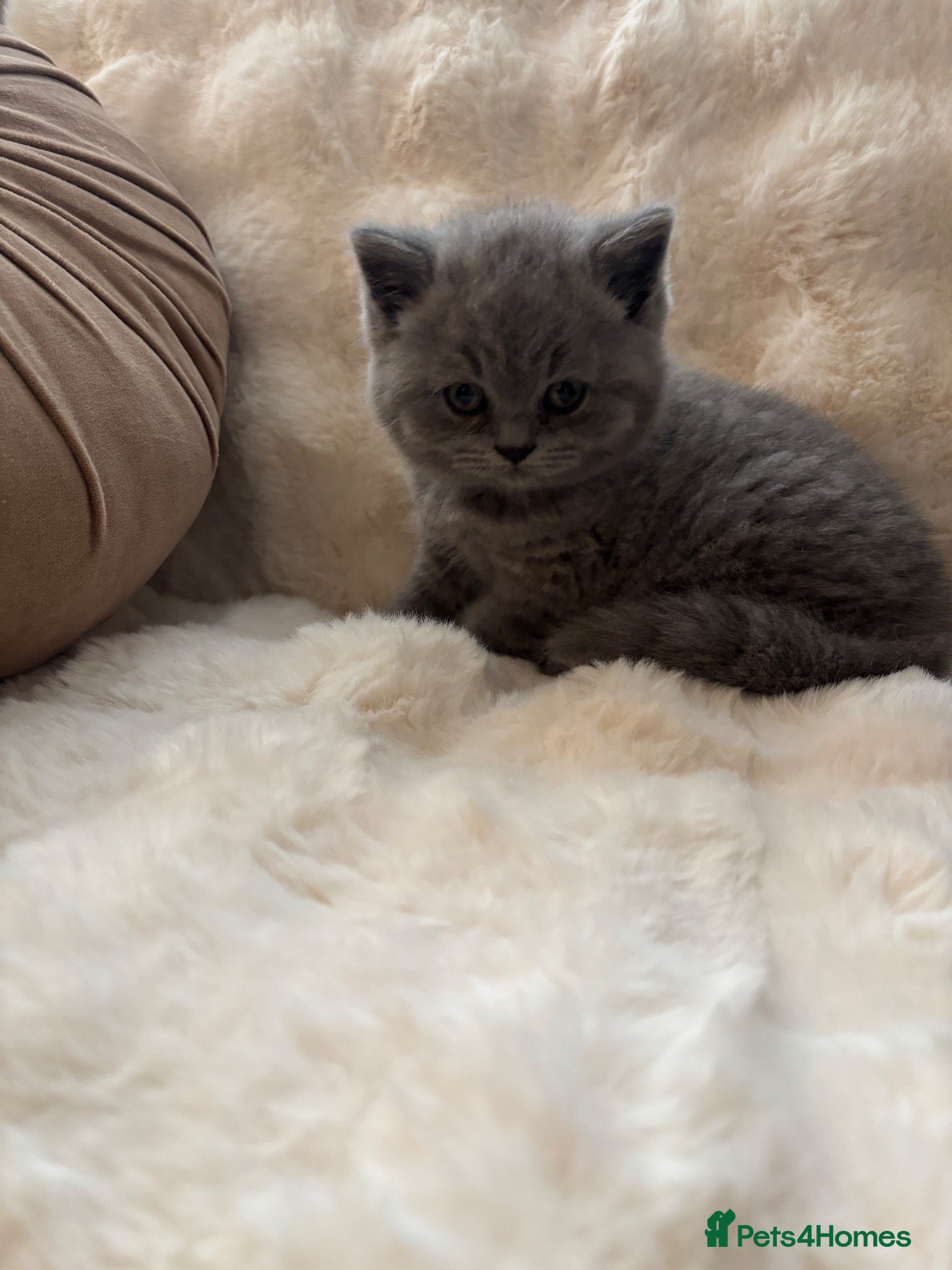British Shorthair cats for sale: Stunning Gccf reg litter  - Advert 1