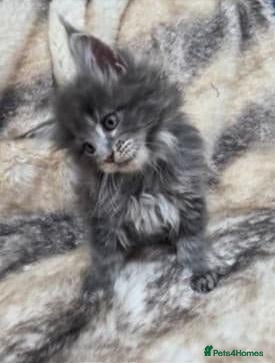 Maine Coon cats Maine Coon kittens for sale  - Advert 2