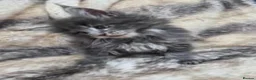 Maine Coon cats for sale: Maine Coon kittens for sale  in London - Advert 1