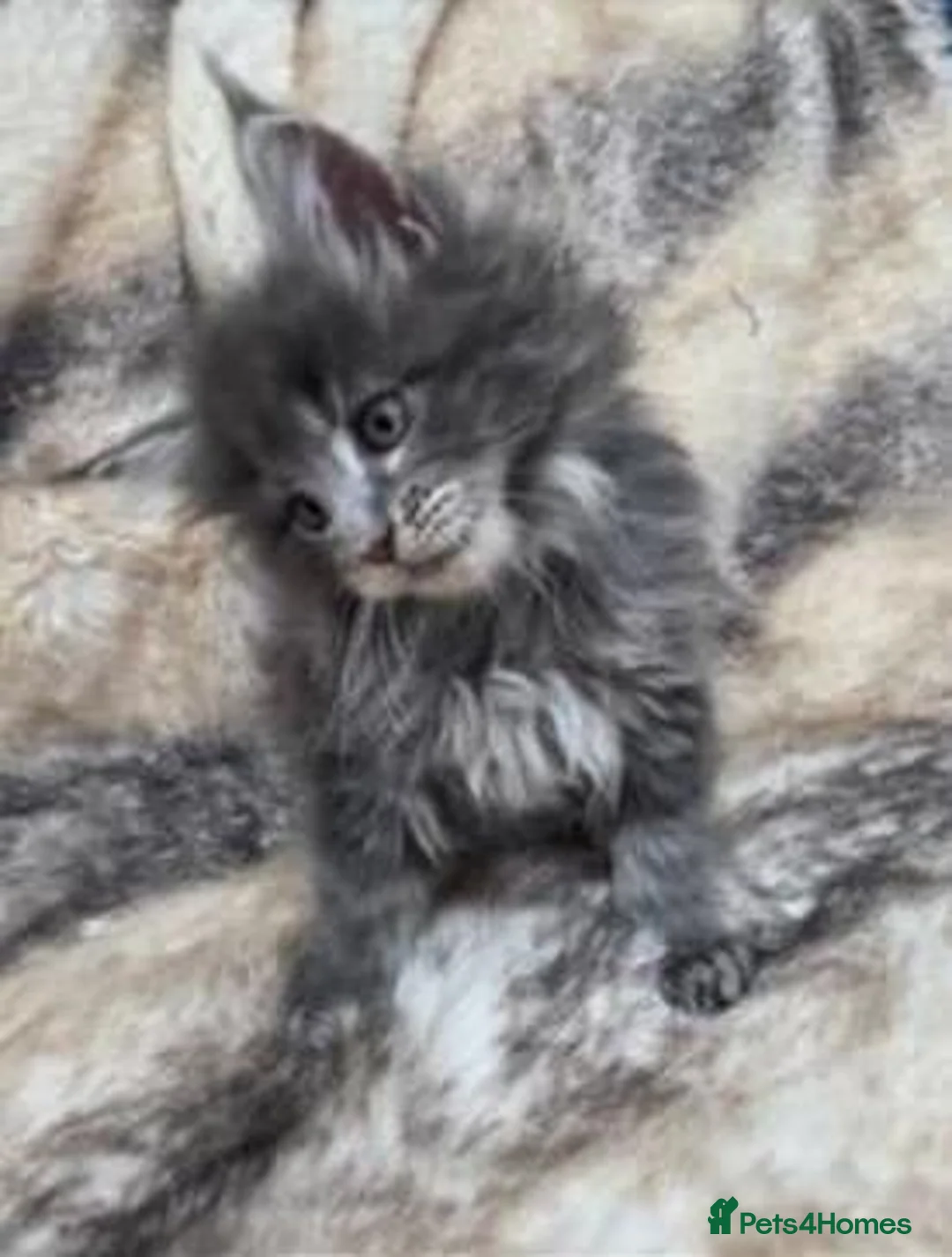 Maine Coon cats for sale: Maine Coon kittens for sale  in London - Advert 1