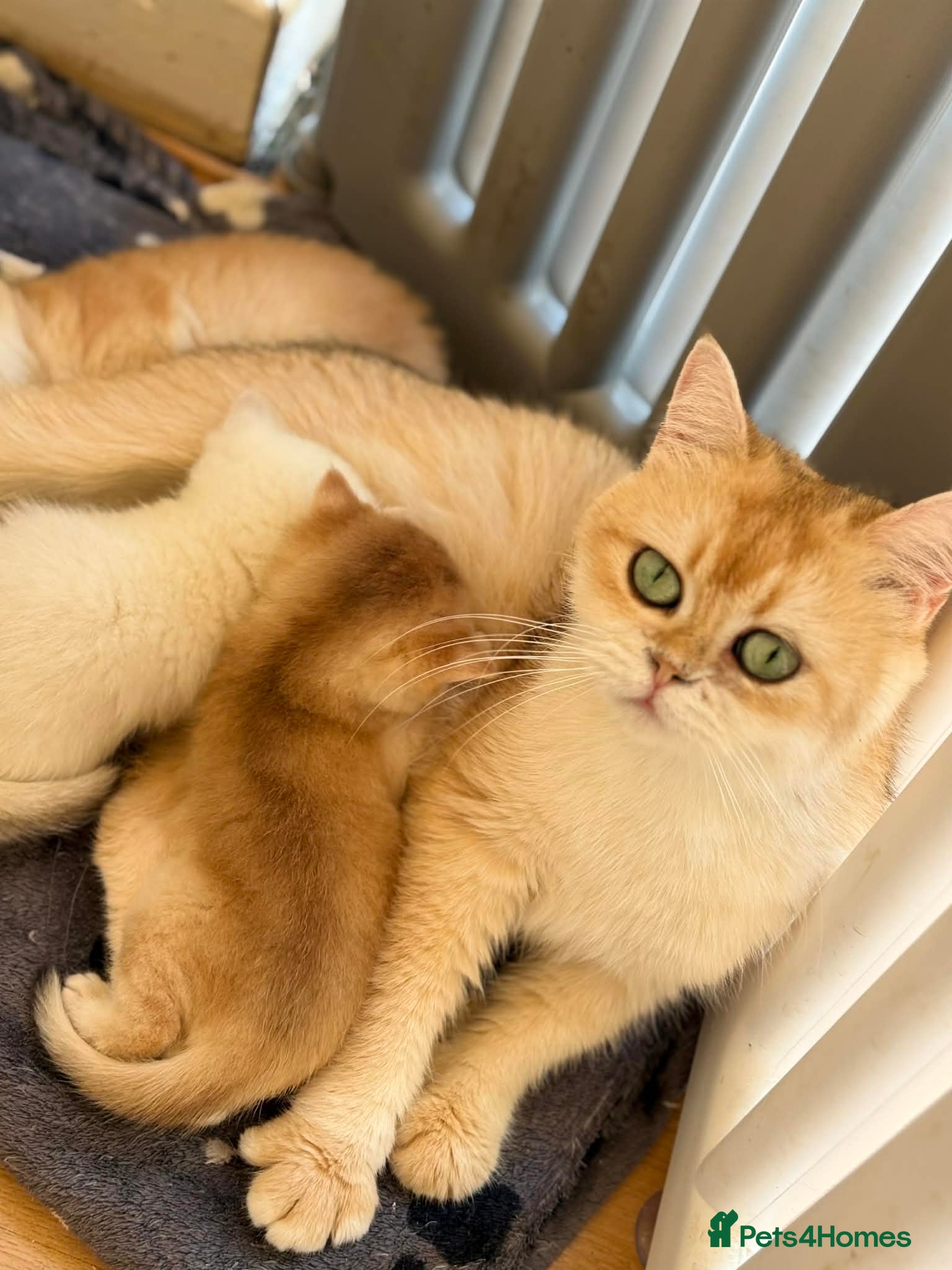 British Shorthair cats Golden, BlueGolden Chinchilla, Colourpoint kittens - Advert 1