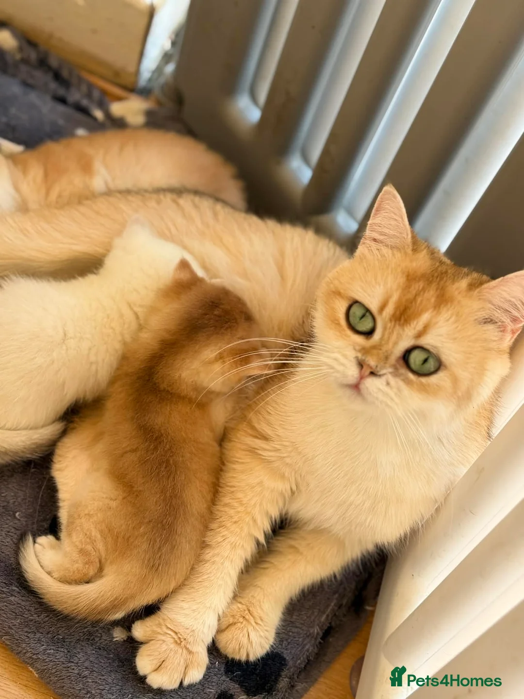 British Shorthair cats for sale: Golden, BlueGolden Chinchilla, Colourpoint kittens - Advert 1