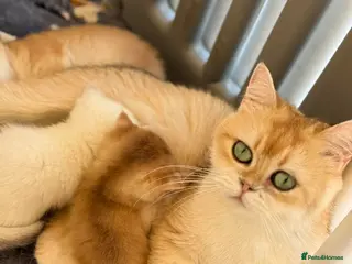 British Shorthair cats Golden, BlueGolden Chinchilla, Colourpoint kittens - Advert 1