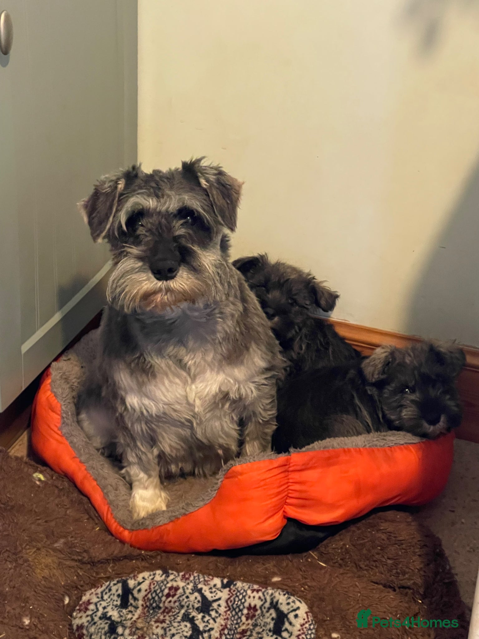 Miniature Schnauzer dogs KC registered Miniature schnauzer pups for sale  - Advert 6