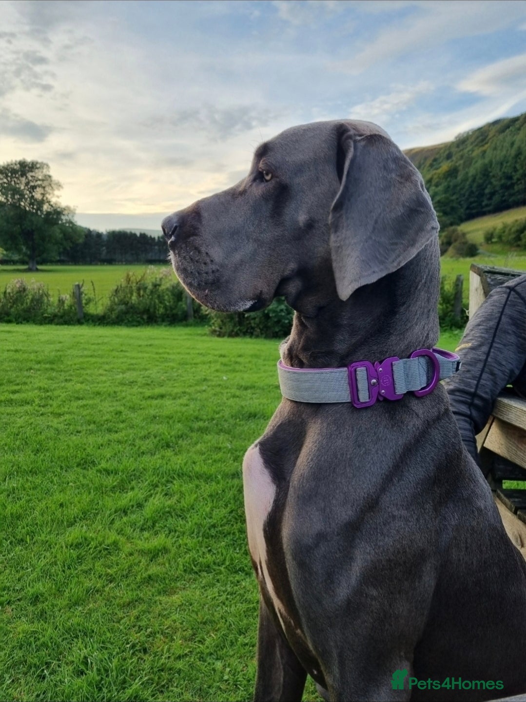 Great Dane dogs 💔🐾 Forever Home Needed 🐾💔 - Advert 1