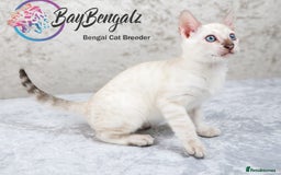 Bengal cats for sale: 1 Boy left, Bengal Snow kittens from RW TGC Sire - Image 3