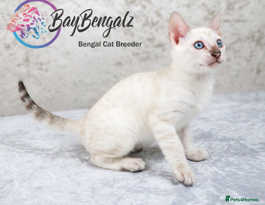 Bengal cats for sale: 1 Boy left, Bengal Snow kittens from RW TGC Sire - Image 3